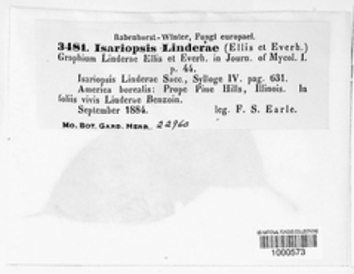 Bitunicostilbe linderae image